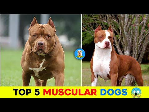 Top 5 Muscular