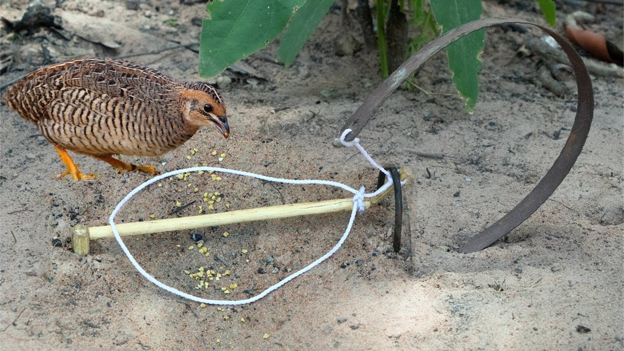 Easy Simple Bird Trap Make From Hack Saw