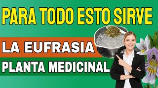  Para Que Sirve La Eufrasia Propiedades Y Beneficios - Euphrasia Officinalis 