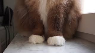 Adorable Cat Paws