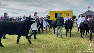 Pedigree Angus in Erris