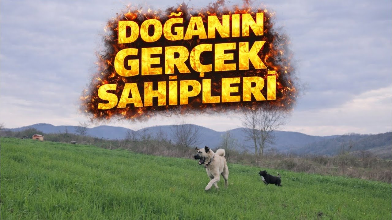 HÜNKARIMIN BABASI VE CİCOMUN OĞLU İLE GEZİYE ÇIKTIK ! - DOMUZUMU DA VU*DULAR HİÇ KEYFİM YOK 