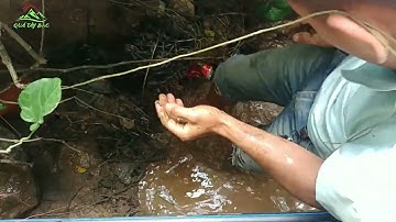 BẮT CÁ SỘP CÁ LÓC NGƯỢC NƯỚC NGÀY MƯA.CATCHING SNAKEFISH IN BACKWATER ON A RAINY DAY