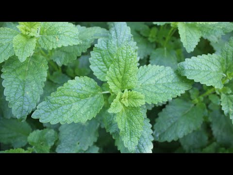 Video: Njega biljke zavarivanja - Kako uzgajati biljku za zavarivanje Reseda