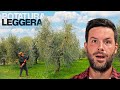 POTATURA AVANZATA OLIVO fatta da un ESPERTO PROFESSIONISTA