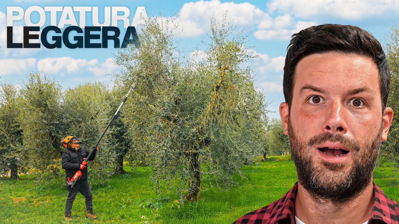 POTATURA AVANZATA OLIVO fatta da un ESPERTO PROFESSIONISTA