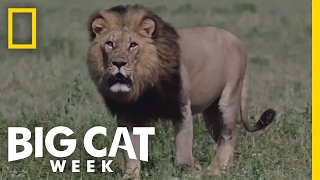 How Big Cats Survive Summer Storms | Big Cat Week