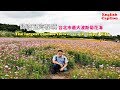 2019台北市最大波斯菊花海，關渡花海秘境八仙抽水站滿滿五顏六色的花朵賞心悅目