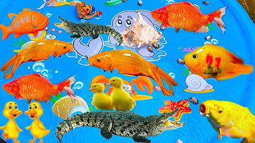 Thỏ Vlog Đi Câu Con Cá Dưới Mương Nước, Con Vịt, Con Thỏ, Cá Koi, Cá Chép