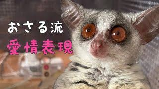 Bushbaby リアムの愛情表現❤️