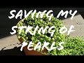 Saving My String Of Pearls