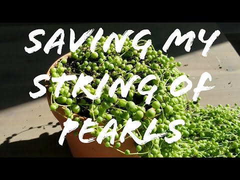 Saving My String