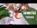 мне КРУПНО повезло с | ОРХИДЕЯ Торино/Турин Phalaenopsis Torino