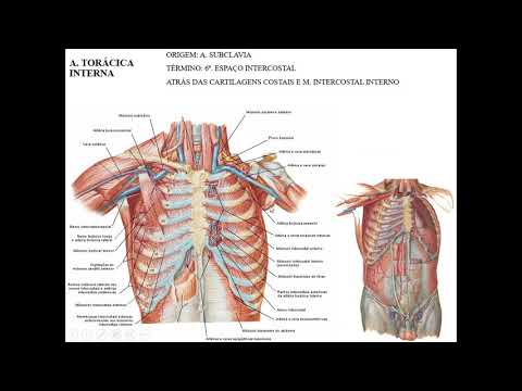 Vídeo: Qual é a origem da artéria pericardiofrênica?