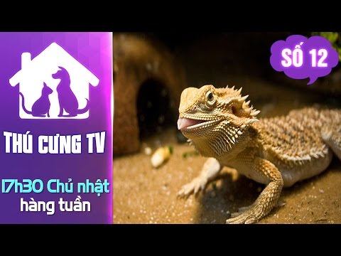Video Rồng Úc - Bearded Dragan | YOUTV - youtube
