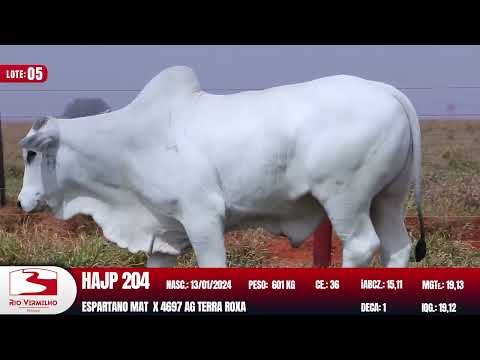 LOTE 05   HAJP 204