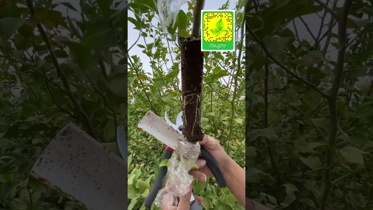 نجاح الترقيد الهوائي لشجرة ليمون أضاليا ونقلها للمركن