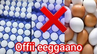 Download lagu Qimamocheko killee nyaatu irraa ofii eega silaa maal nyaanne garuu