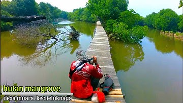 rute spot mancing sarang ikan belanak // hutan mangrove pertamina teluknaga