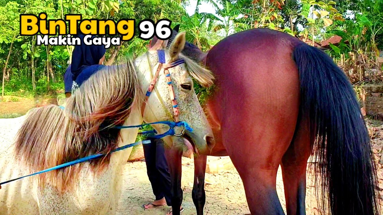 KUDA RENGGONG BINTANG 96 MAKIN GAYA