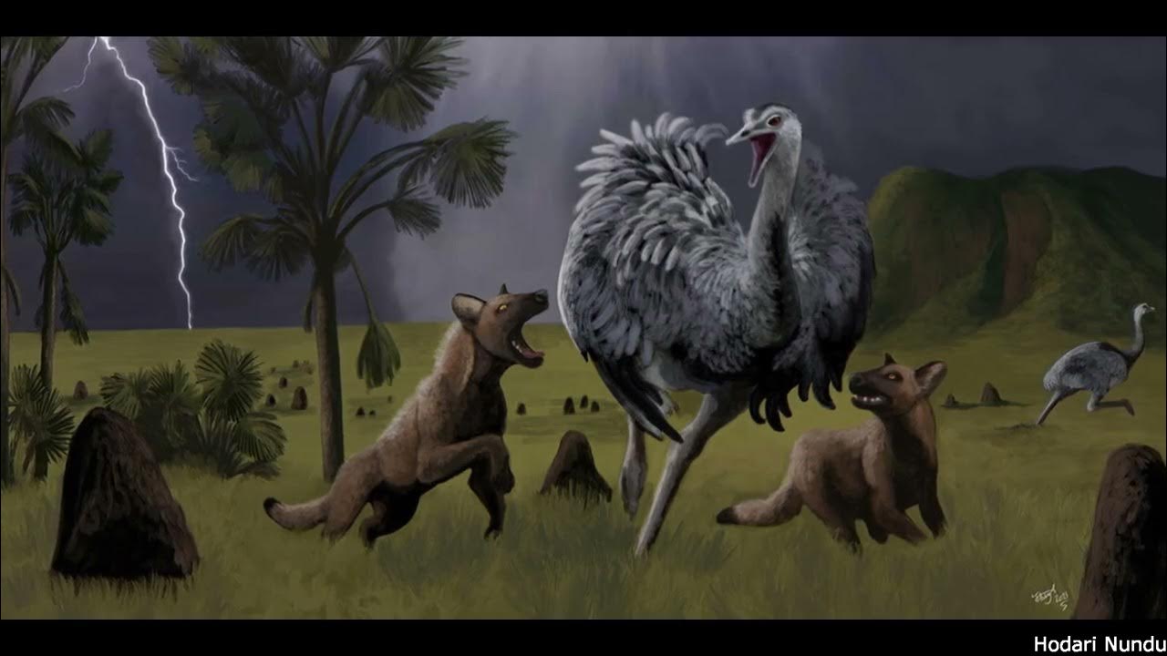 Cerdocyonina South America's Unique Canines YouTube