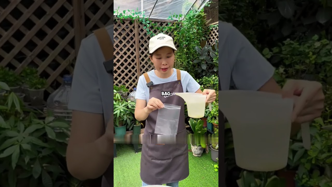 Sharing simple home gardening tips|A new method for propagating lemon plants from cuttings 