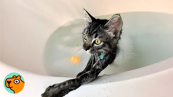 Watch the video about Cat Gets In The Bathroom For The First Time And Loves It | Cuddle Buddies