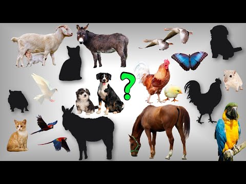 Секс әкесі мен Селк қызы айтады Панталондағы әйелдерге арналған фетиш форумы