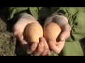 Chickens and Their Characteristics