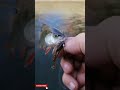 Small Fish Hunters