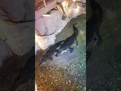 Dubai mall Aquarium 12 2021 crocodiles birdseye overview