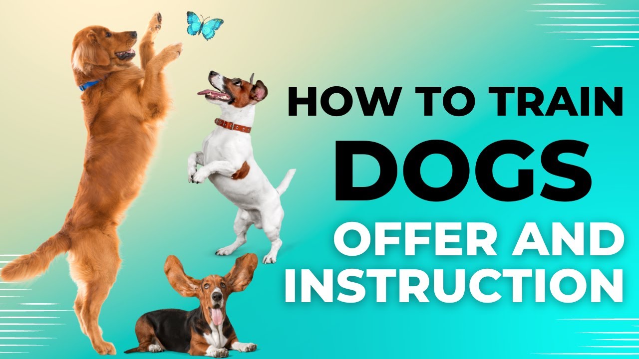 Unbelievable Trick to Train Any Dog Instantly! YouTube
