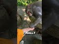 This Sad Monkey Refused to Help… Until This Happened ❤️🐵 #animals #shorts #viralshorts
