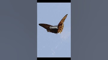 The Butterfly Effect_ How Small Actions Create Big Changes  #factsthatblowyourmind #facts