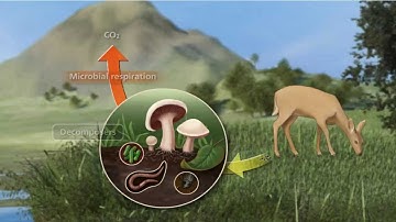 Carbon Cycle 3D Video
