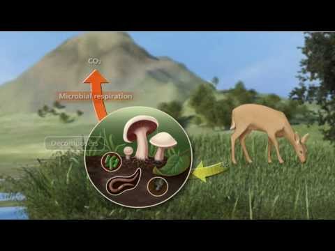 Carbon Cycle 3D