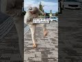 Couldn't have done that again if he tried 😂👟🤦                            🎥: TikTok / moagaddlundmark