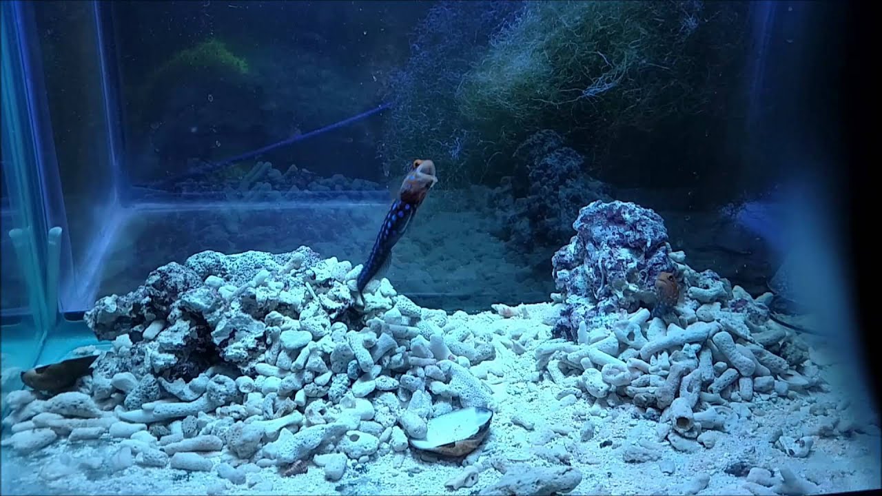 Blue Spot Jawfish 4 YouTube