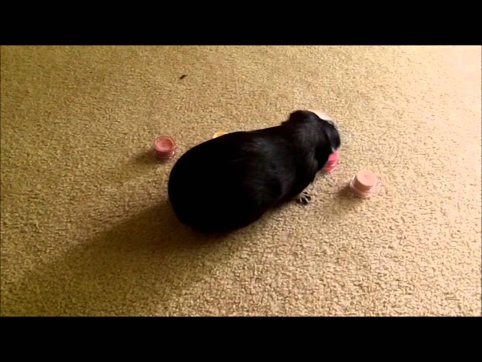 Guinea Pig Scent Detection YouTube