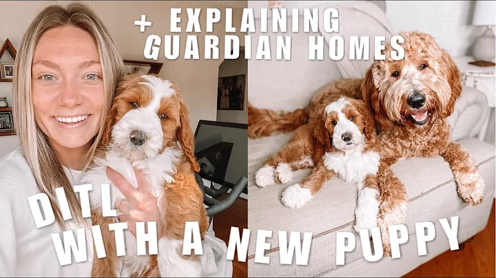 DAY IN THE LIFE WITH MY NEW GOLDENDOODLE PUPPY + E...