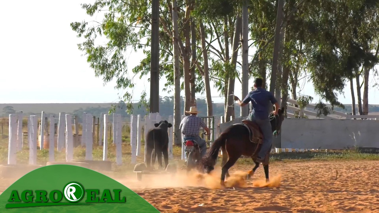 Prova de laço moto vaca fortalece a cultura