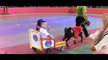 Xiếc thú Đầm Sen - 052023