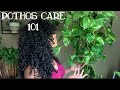 Pothos Plant Care | One of the Easiest Plants
