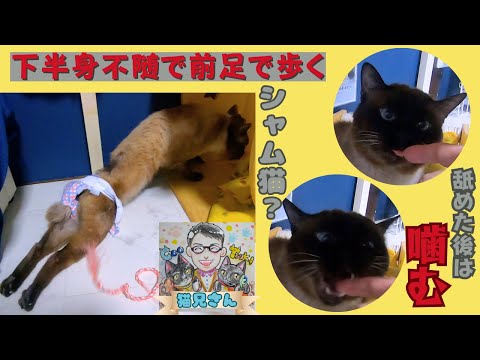 シャム猫風の殿様は下半身不随　人馴れしてないけど仲良くなれるかな？（保護猫カフェ猫の惑星にゃーくる）京橋駅　Playing with a paralyzed Siamese cat