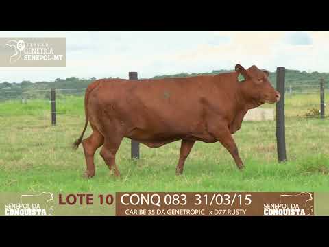 LOTE 10 CONQ 83