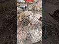 How to Trapping the Shikra Baz Bal_Chatri #youtube #birds #harehunting Shikra #Hunting