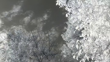 Raspberry Pi NoIR camera timelapse