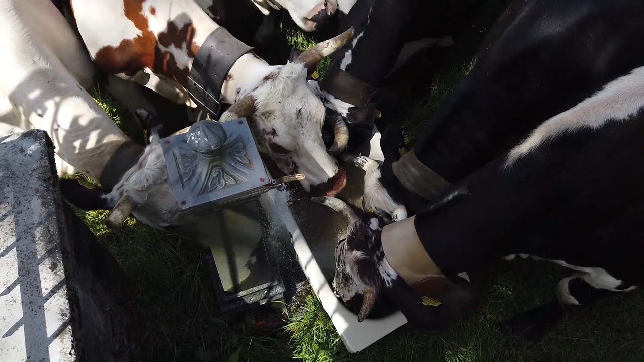 Transumanza a Ribordone 2022