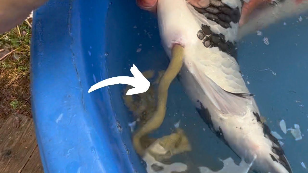 【驚愕】100万個の卵を産む錦鯉#koifish #koi