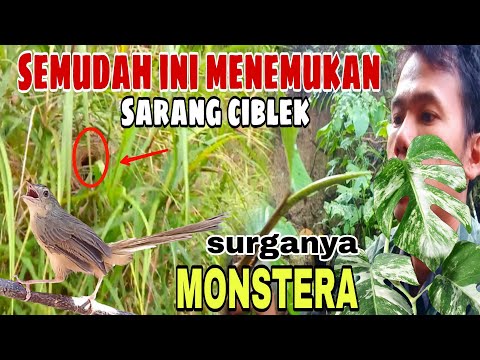 Sarang Burung Ciblek Kristal / September 2019 Zona Burung ...